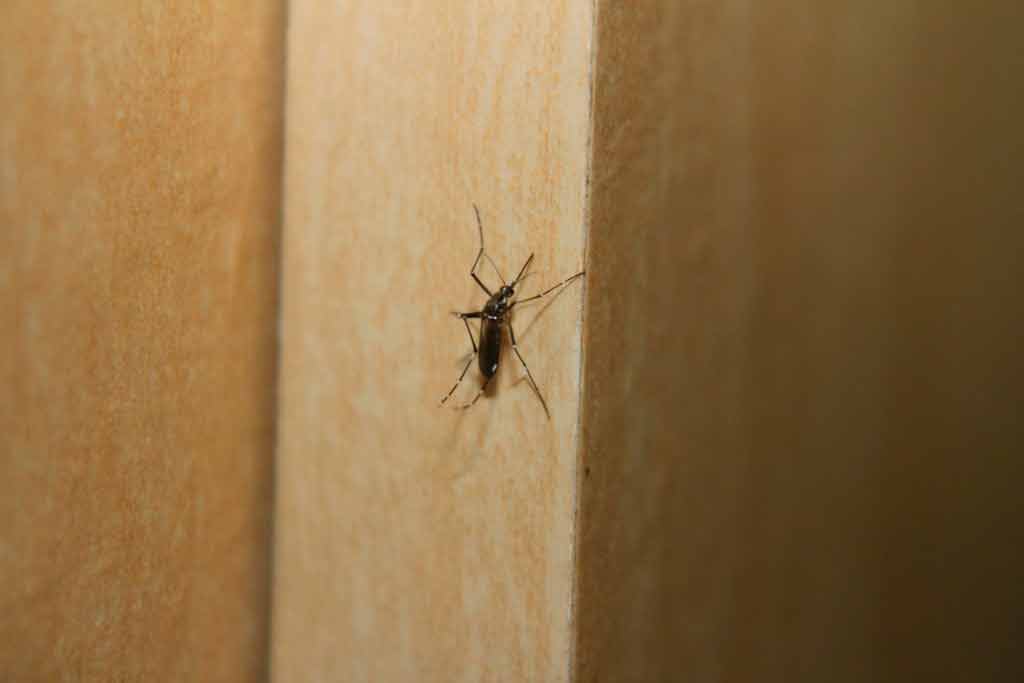 Febre amarela