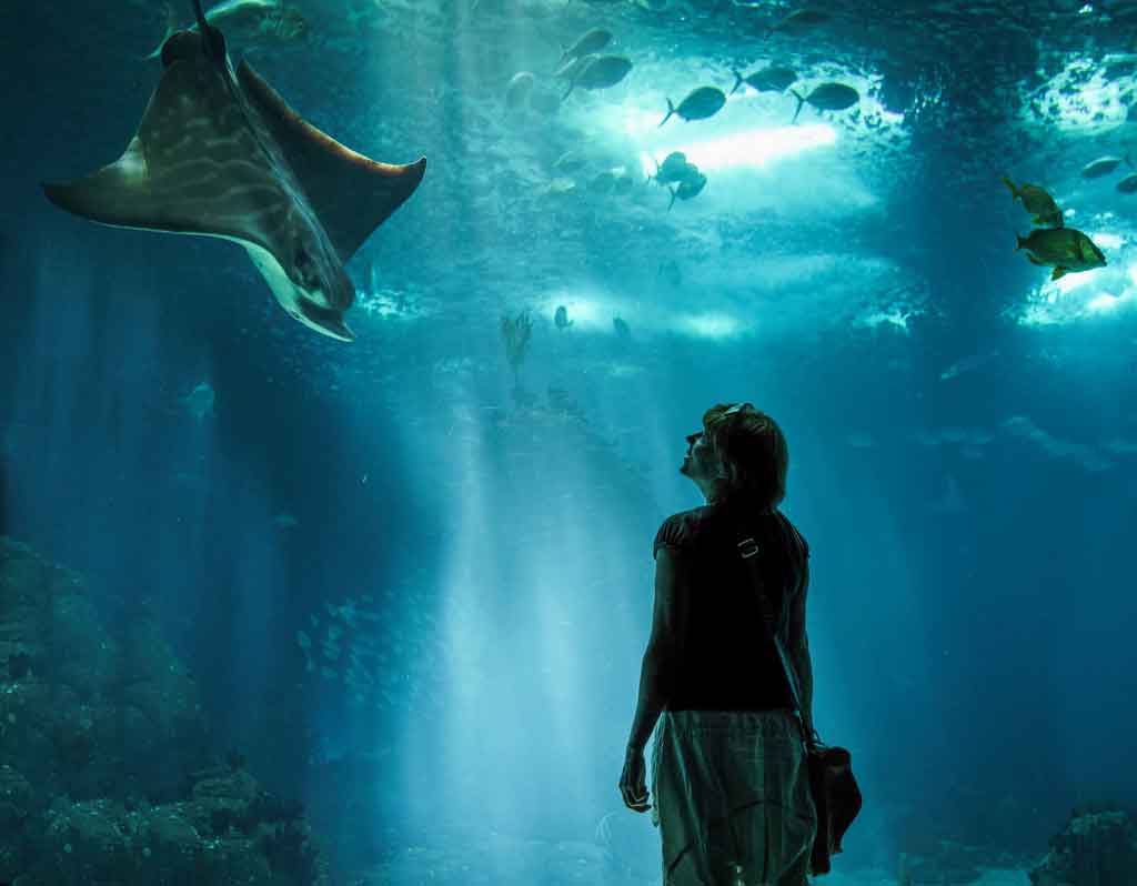 Oceanário em Lisboa o que tem