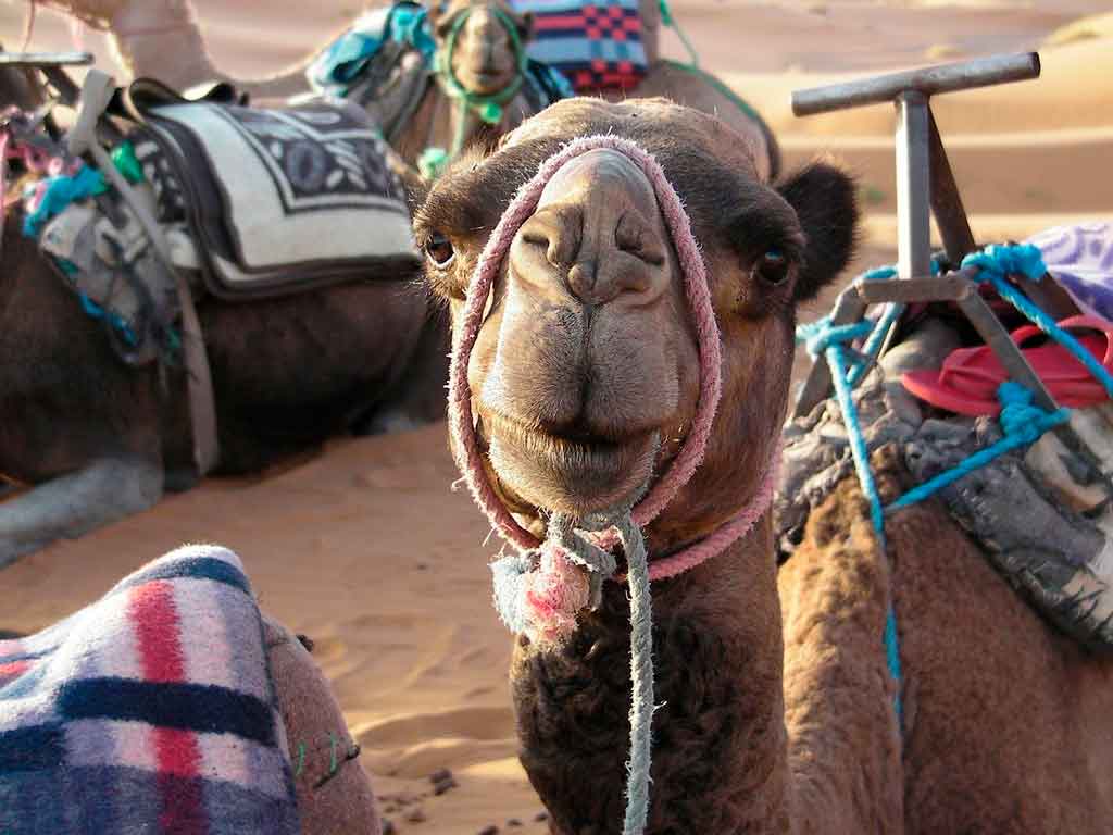 Onde fica o deserto do saara acampar