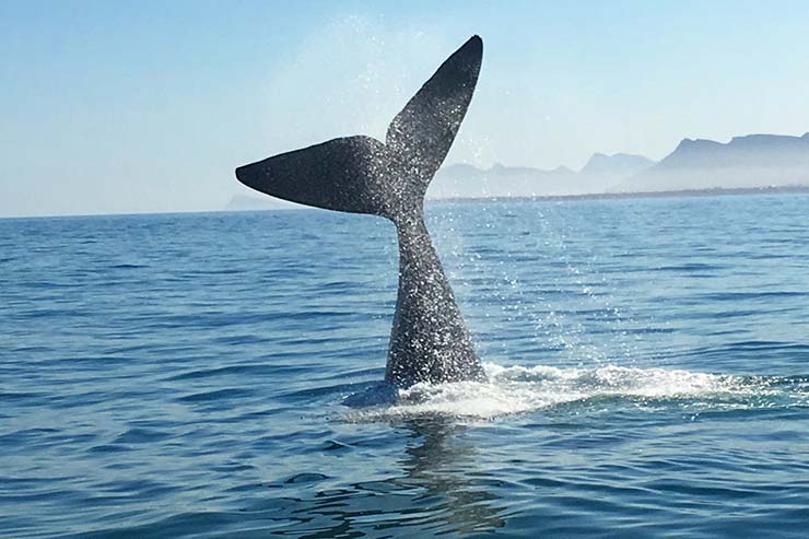 Observação de Baleias